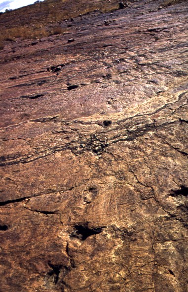 dinosp.jpg (126527 Byte)