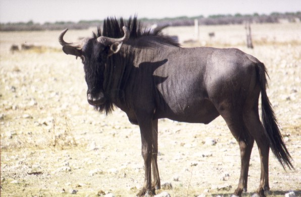 Gnu