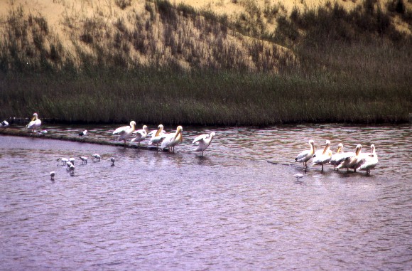Pelicans