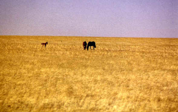 Namibian dessert horses