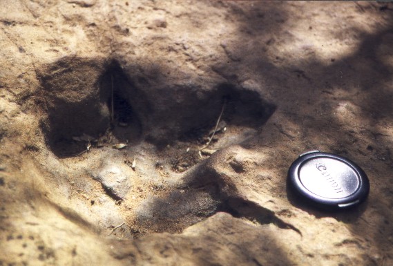 Dinosaurier-Fu�abdruck